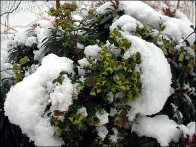 Cette jolie plante qui fleurit vert tendre mme en hiver est ?