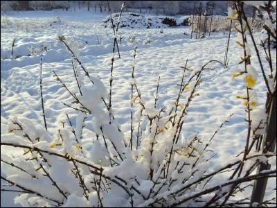 C'est un arbuste fleuri au parfum magnifique, dont on est surpris d'apprendre qu'il peut fleurir en hiver et sous la neige