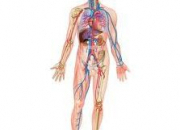 Quiz Anatomie du corps humain (5)