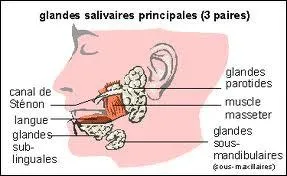 Appareil digestif - A vous de trouver l'intrus.