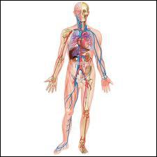 Quel vaisseau sanguin transporte le sang oxygn des poumons vers le cur ?