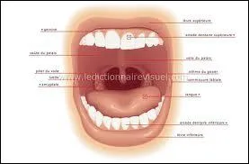 Qui 'surveille' l'ouverture du larynx au moment de la dglutition ?