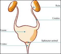 Trouvez l'intrus : 'Les composants normaux de l'urine sont ... . '