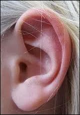 Dans l'oreille, quel est l'organe de l'oue ?