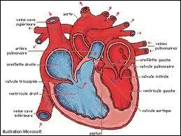 Le pricarde est un recouvrement membraneux  simple paroi qui protge le cur et les racines des gros vaisseaux sanguins.