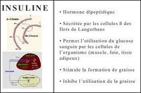 Certaines cellules des 'lots de Langerhans' scrtent l'insuline, savez-vous o se trouvent ces 'lots' ?