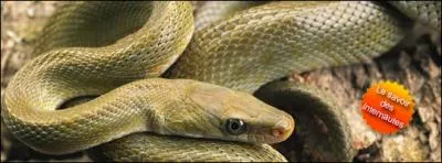 Pourquoi les serpents tirent-il la langue sans arrt ?