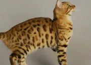Quiz Les races de chats