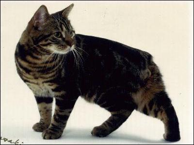 Quelle est cette race de chat ?