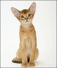 Quelle est cette race de chat ?