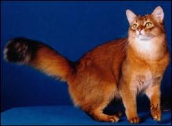 Quelle est cette race de chat ?