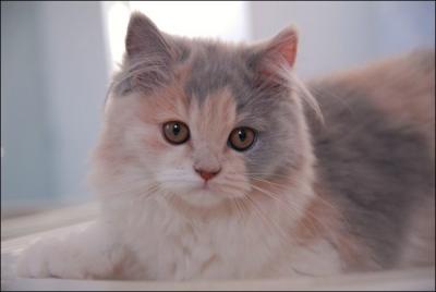 Quelle est cette race de chat ?