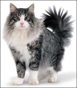 Quelle est cette race de chat ?