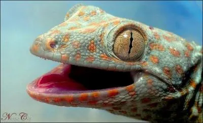 Le tokay est un gecko !