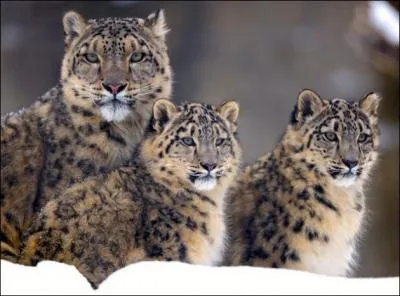 La panthre ou lopard des neiges est galement nomme once !