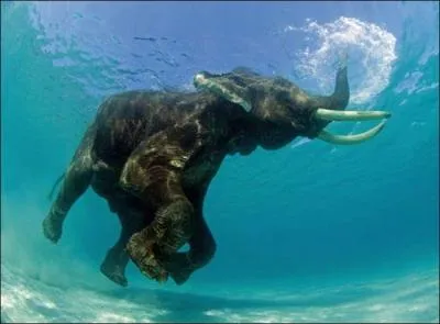 L'lphant peut nager sous l'eau !