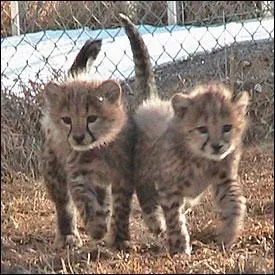 Vous tes dsormais capables de reconnatre ces bbs ...