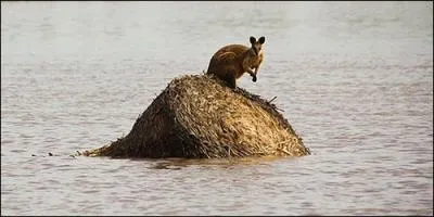 On l'appelle wallaby !