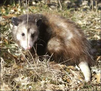 L'opossum guyanais est aussi un marsupial !