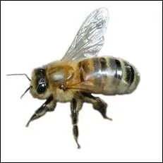 Commen dit- on cet animal en anglais ?