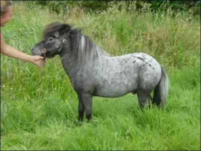 Quelle est la race du cheval le plus petit du monde ?