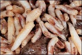 Si l'asticot pouvait chanter, que chanterait-il  une mouche ?