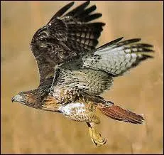 C'est un rapace qui peut vous conduire !