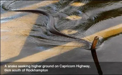 On appelle galement le cobra ...