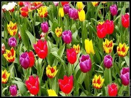 Les tulipes sont cultives en trs grande quantit en Hollande, mais quel est leur pays d'origine ?