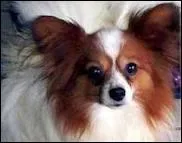 O le poulet va-t-il me mettre ?