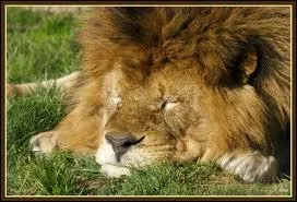 Animal endormi, que puis-je bien tre ?