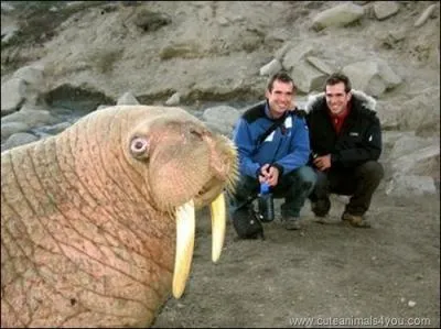 Il a deux normes dfenses !