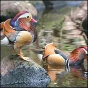 Ces deux canards sont ...