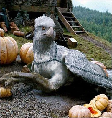 Aprs la mort de Sirius, Hagrid se charge de la garde de l'hippogriffe Buck. Pour le sauver de nouveau, il le rebaptise. Quel est son nouveau prnom ?