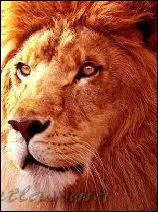 Eric Gerets a un surnom, lequel ?