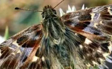 Quiz Papillons