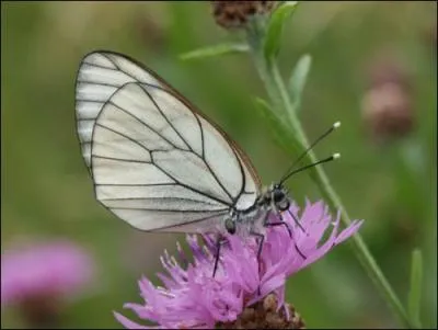 Enfin, comment se nomme ce papillon ?