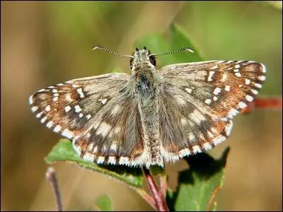 Quel papillon reconnais-tu ?