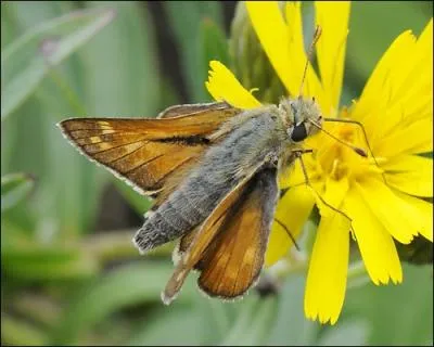 Quel est ce papillon ?