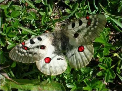 Quel est le nom de ce papillon ?
