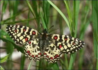 Quel papillon reconnais-tu ?