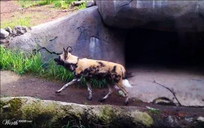 Vous le reconnaissez : Le dingo d'Australie !