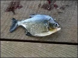 Ce ne sont pas les dents de la mer, ce serait plutt les dents du fleuve !