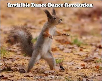 C'est un cureuil gris !