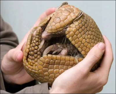 C'est un oryctrope !