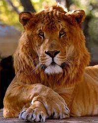 Quiz Animaux