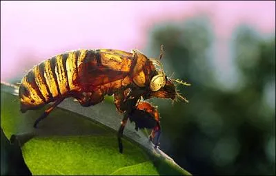 Cette enveloppe vide s'appelle !