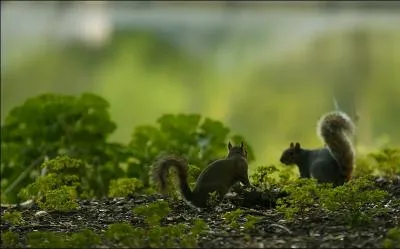 Ce sont des cureuils gris !