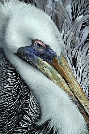 Quiz Animaux
