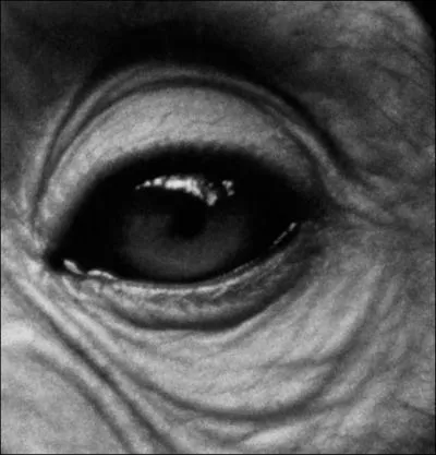 De qui sont ces beaux yeux ?